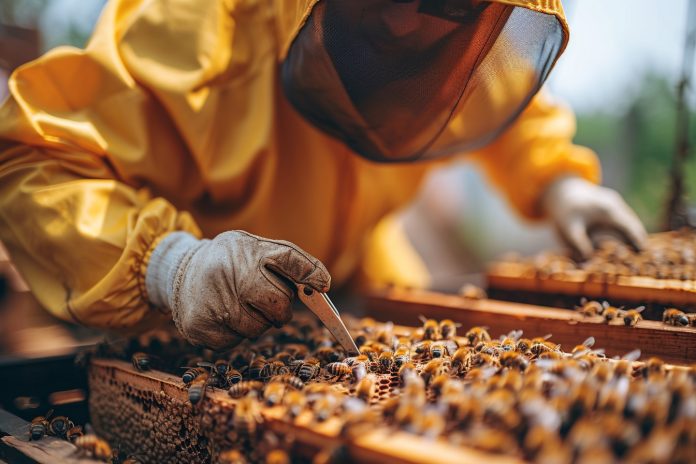 Les conseils pour débuter en apiculture urbaine sur votre toit